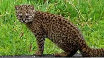 chilijskaya-koshka-ili-kodkod