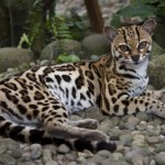 dlinnohvostaya-koshka-v-natsionalnom-parke-korkovado