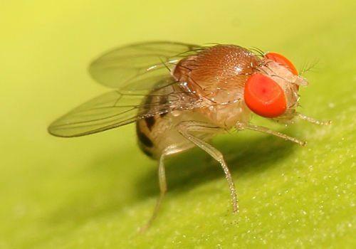 drozofil-plodovaya-muha