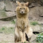 kamyshovaya-koshka-ili-bolotnaya-rys-ili-haus