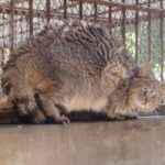 kitajskaya-obijskaya-seraya-koshka-v-nevole