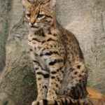 koshka-zhoffrua-sidit-na-brevne