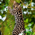 ontsilla-lezet-po-stvolu-dereva