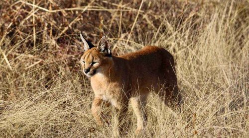Доклад-сообщение на тему: "Животные пустыни"