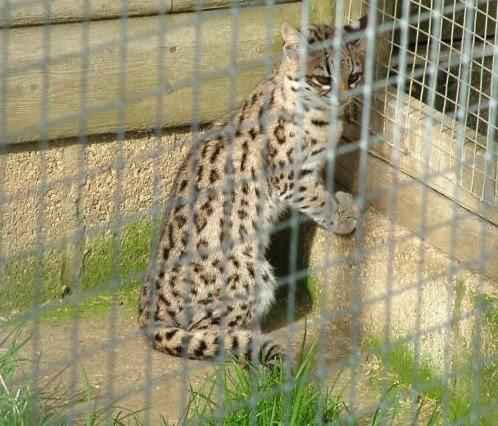 koshka-ontsilla-v-kletke