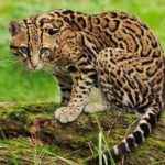 otselot-ili-karlikovyj-leopard