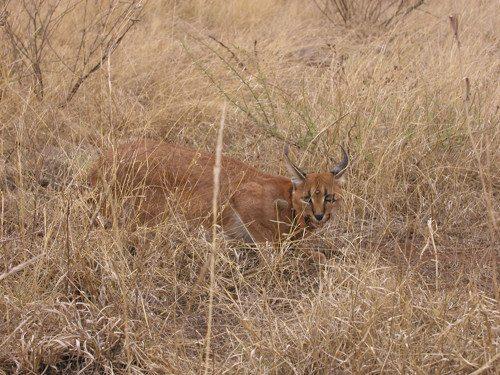 karakal-v-suhoj-trave