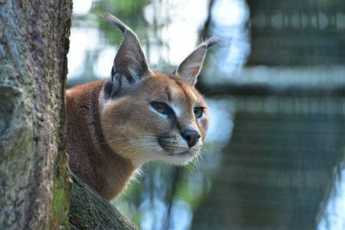 karakal-ili-stepnaja-rys