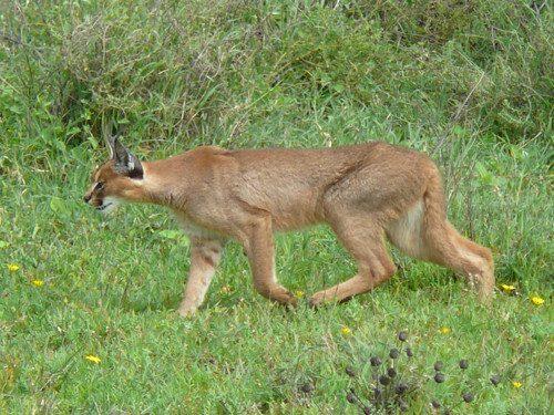 karakal-ili-stepnaja-rys-v-pohodke