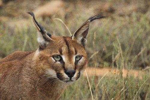 Фауна Египта - Какие животные обитают в Египте?