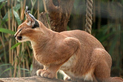 karakal-ili-stepnaja-rys-na-otdyhe