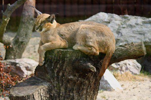 karakal-spit-na-penke