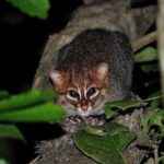 sumatranskaja-koshka-na-dereve