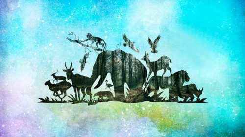 Доклад-сообщение на тему: «Дикие животные»