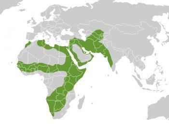 areal-obitanija-karakala