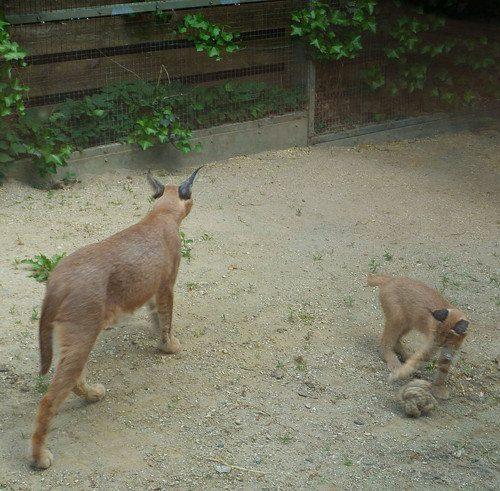 samka-karakala-s-kotenkom