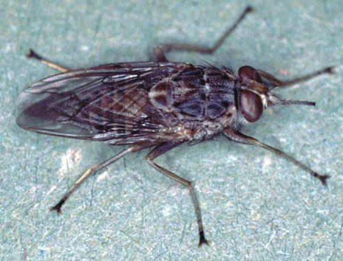 Доклад-сообщение на тему: "Животные Африки"