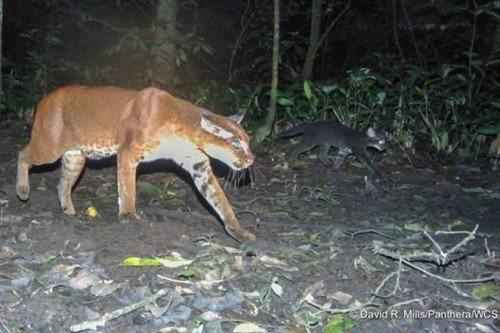 afrikanskaja-zolotaja-koshka-s-kotenkom