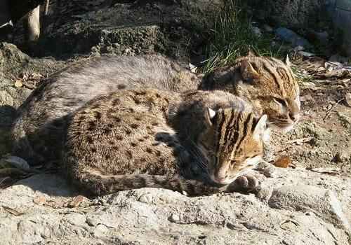 para-kotov-rybolovov