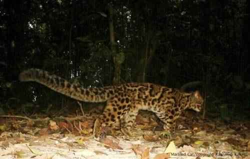 mramornaja-koshka-na-kameru-lovushku