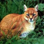 afrikanskaja-zolotaja-koshka