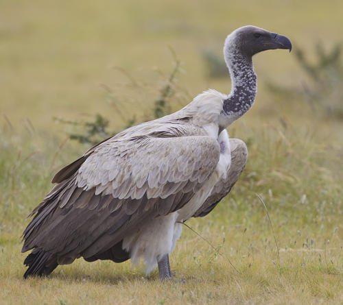 Доклад-сообщение на тему: "Животные Африки"