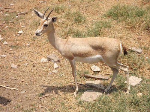 Фауна Египта - Какие животные обитают в Египте?