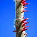 klejstokaktus-shtrausa