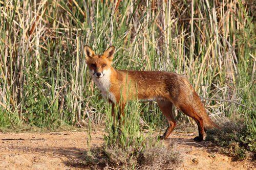 Животный мир Байкала — список, характеристика и фото