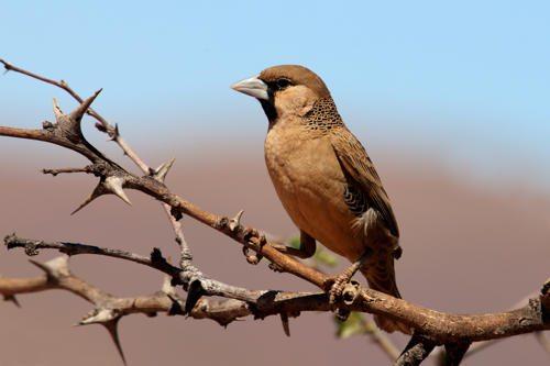 Доклад-сообщение на тему: "Животные Африки"