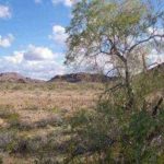 pustynnoe-zheleznoe-derevo