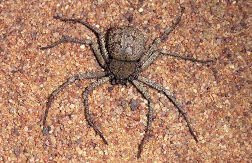 Какой паук самый ядовитый на Земле - фото и описание опаснейших видов пауков