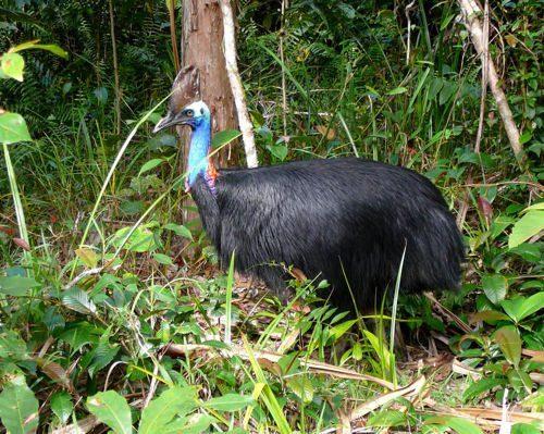 Нелетающие и бескилевые птицы - примеры, характеристика и фото
