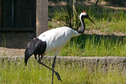Редкие животные из Красной книги Хабаровского края — список, характеристика и фото