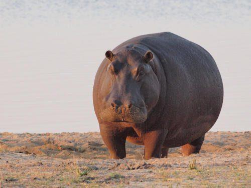 Какие виды животных самые крупные на Земле - список, характеристика и фото