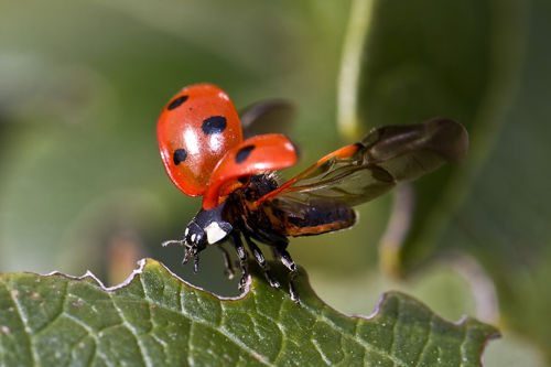 Животный мир Камчатки - список, описание и фото