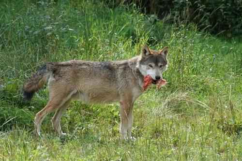 Доклад-сообщение на тему: «Волк»