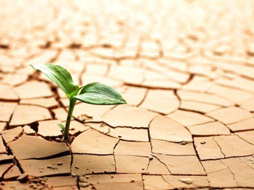 Процесс прорастания семян - стадии, условия и факторы