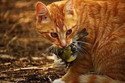 Миграция птиц — основные причины и интересные факты