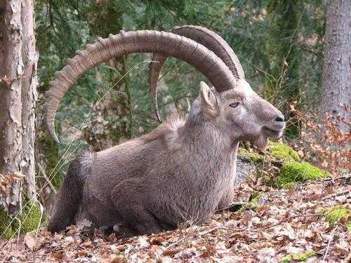 Животный мир Европы - список, названия, характеристика и фото