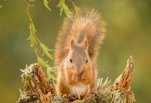Каково значение животных в природе и жизни человека? 20 примеров, почему животные важны