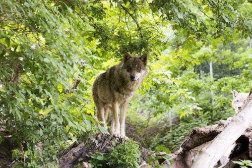 Доклад-сообщение на тему: «Волк»