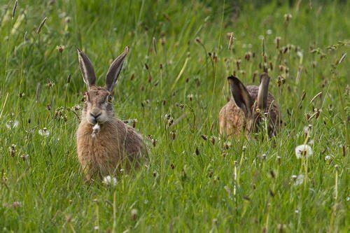 Животный мир Свердловской области - список, характеристика и фото