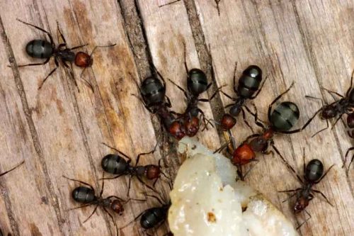 Интересные факты про животных для детей