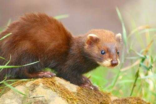 Животный мир Европы - список, названия, характеристика и фото