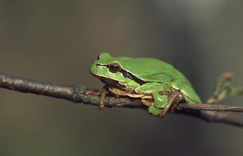 Редкие животные из Красной книги Ставропольского края  — список, характеристика и фото