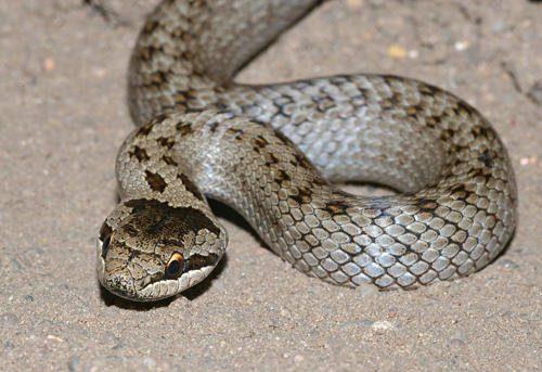 Редкие животные из Красной книги Пермского края - список, характеристика и фото