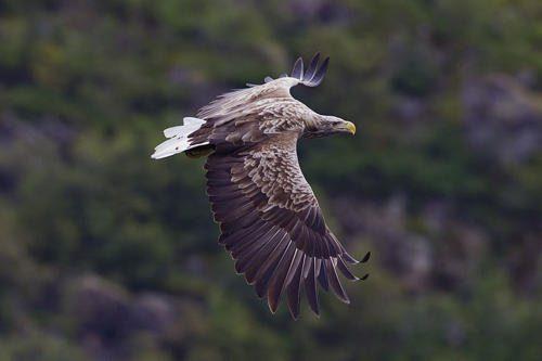 Животный мир Байкала — список, характеристика и фото