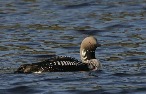 Редкие животные из Красной книги Алтайского края — список, характеристика и фото