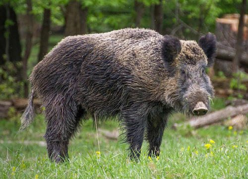 Животный мир Европы - список, названия, характеристика и фото